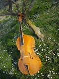 Baroque Cello Amati